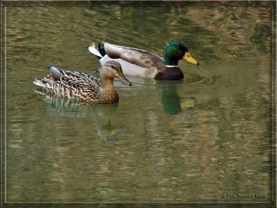Mallard Ducks, 4/08/06