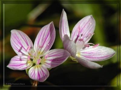 Spring Beauties