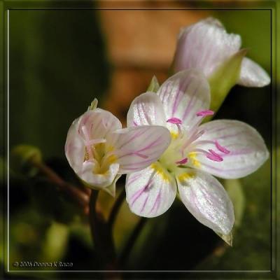 Spring Beauties