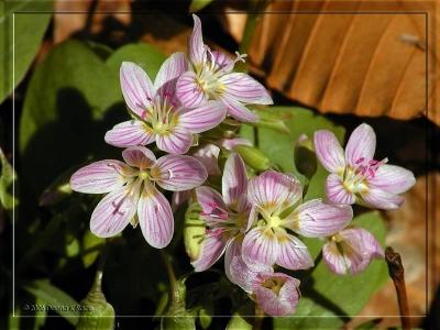 Spring Beauties