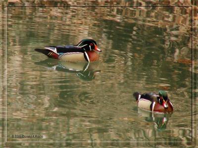 Mallard and Wood Ducks ~ Apr 12th, 13th, 16th, 17th, 21st