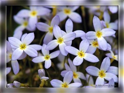 Bluets