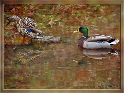 Mallard and Wood Ducks ~ Apr 12th, 13th, 16th, 17th, 21st