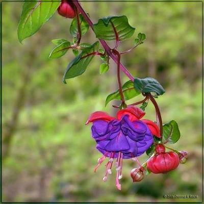 Fuchsia, Apr 21st