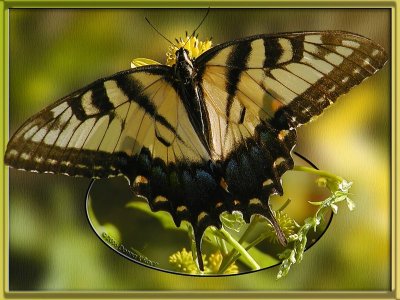 Eastern Tiger Swallowtail