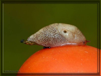 Common Garden Slug on Tomato