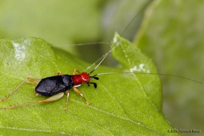 Red-headed Bush Cricket