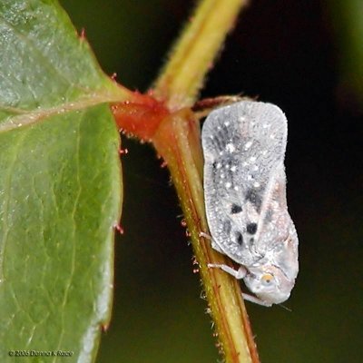 Citrus Flatid Planthopper