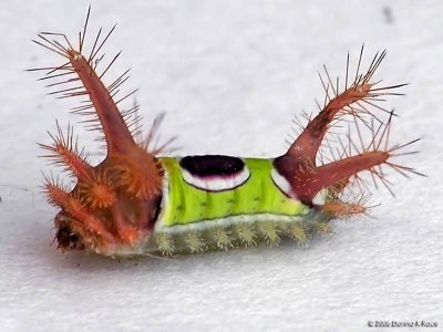 Saddleback Caterpillar