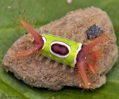 Saddleback Caterpillar