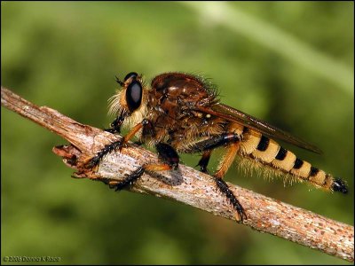 Red-footed Cannibalfly - male