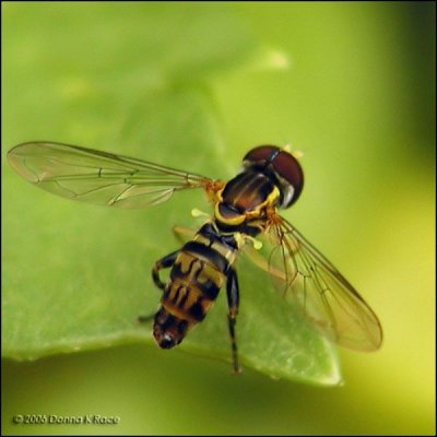 Syrphid Fly