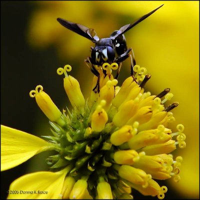 Conopidae Fly