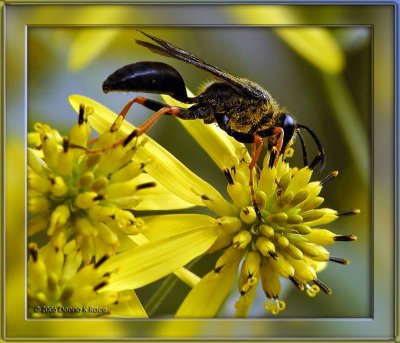 Katydid Wasp