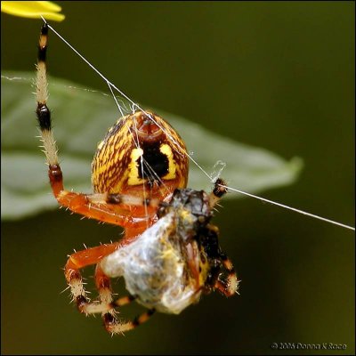 Marbled Orb Weaver and Prey