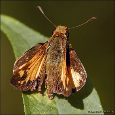 Zabulon Skipper