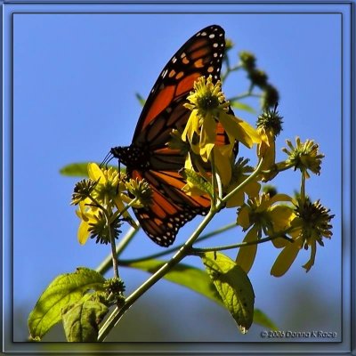 Monarch on Wingstem