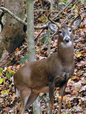 WV Whitetail Deer  ~ 2007