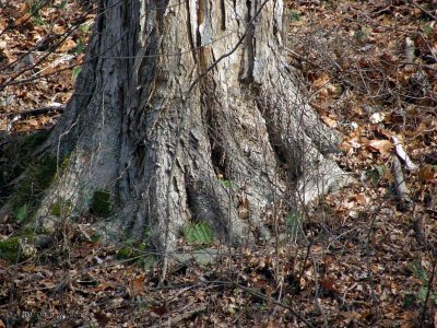 Tree trunk...