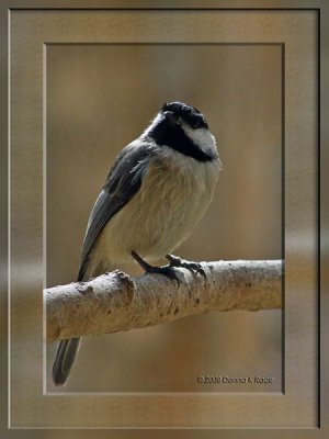 Carolina Chickadee