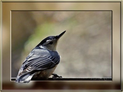 White-breasted Nuthatch