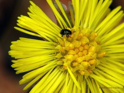 Coltsfoot and friend