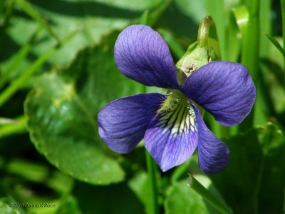 Common  Blue Violet