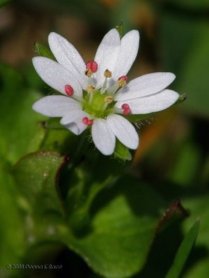 Chickweed