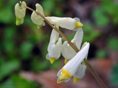 Dutchman's Breeches