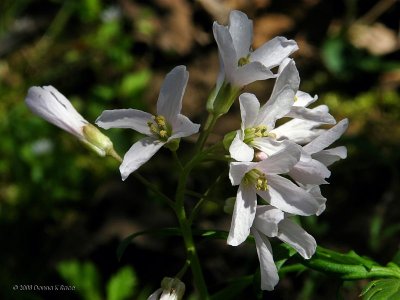 Cutleaf Toothwort