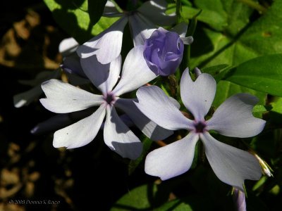 Wild Blue Phlox