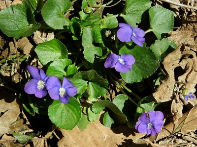 Common Blue Violets