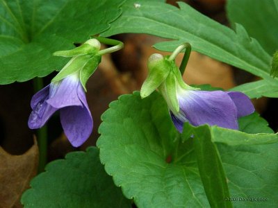 Emerging Common Blue Violets