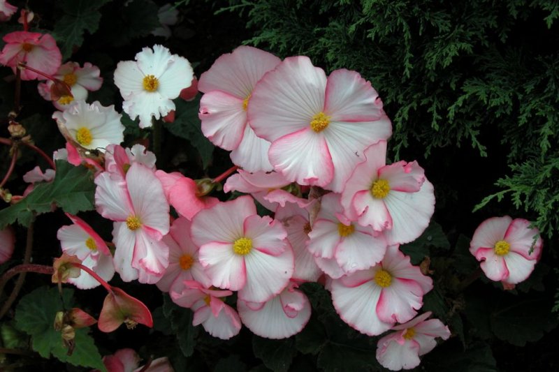 44-Butchart Gardens-Flowers-DSCN0059-2 (23).JPG