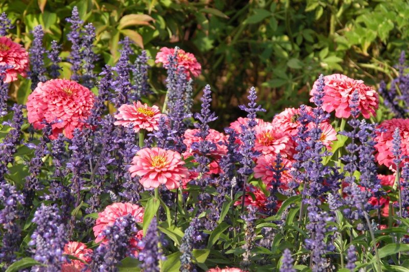 44-Butchart Gardens-Flowers-DSCN0059-2 (36).JPG