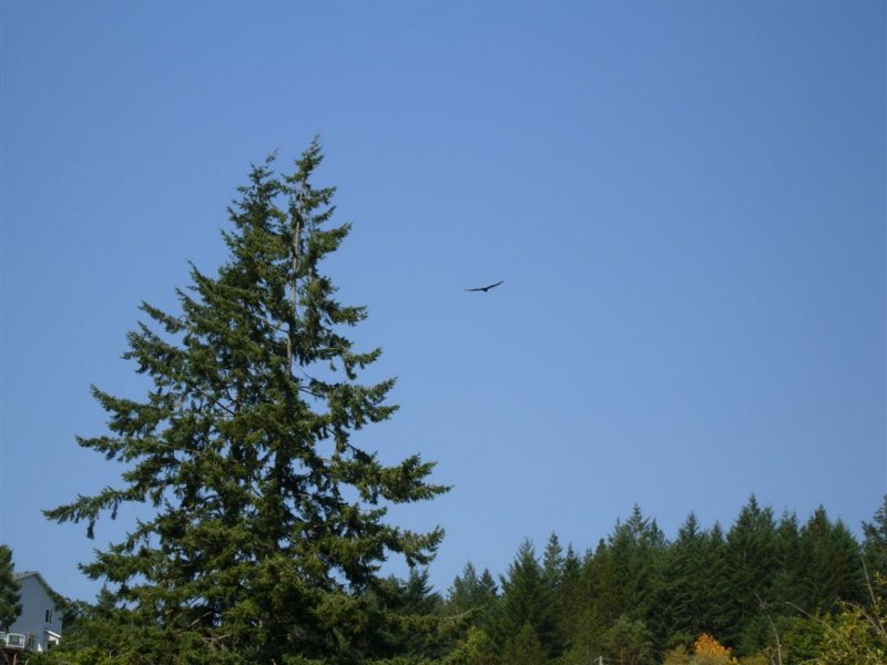 eagle-Sooke-DSCN1297.jpg