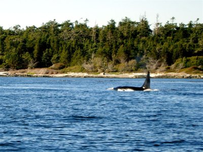 40-whale watching -DSCN0960 (13).jpg