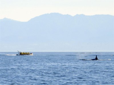 40-whale watching -DSCN0960 (17).jpg