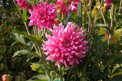 44-Butchart Gardens-Flowers-DSCN0059-2 (34).JPG