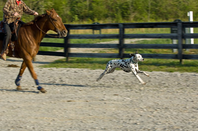 Dalmatian Road Trial 2006