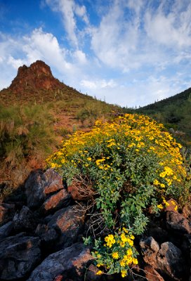 Wildflower display at Picacho Peak