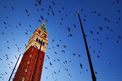 Pigeons have carnival too