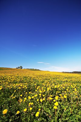 Yellow and blue