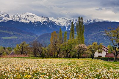 Spring