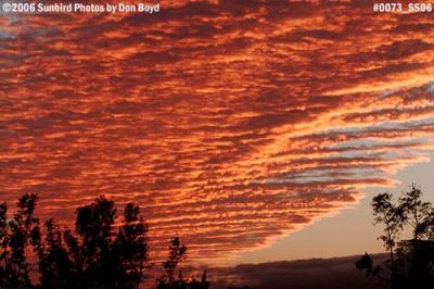 Sunset over the Australian Pines stock photo #0073