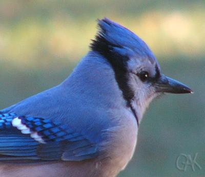 g3/20/410020/3/53016397.BlueJay.jpg