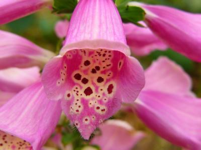 g3/20/410020/3/54938821.Foxglove15106.jpg