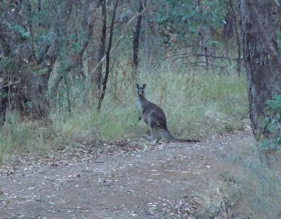 g3/20/410020/3/55933521.Roo11206.jpg