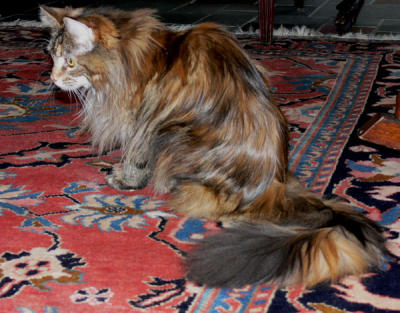 g3/20/410020/3/56066510.bigtailcooncat.jpg