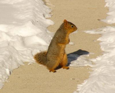 Hungry Squirrel at -2 Degrees